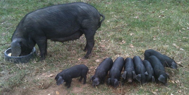 Old Oak Farm Large Black Hogs